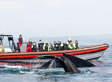 iceland/husavik/attraction/husavik-adventures