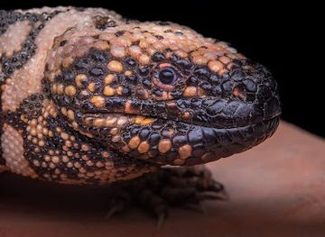 austria/flachgau/attraction/welt-der-gifte