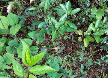 cameroon/forest-region/attraction/oban-hills