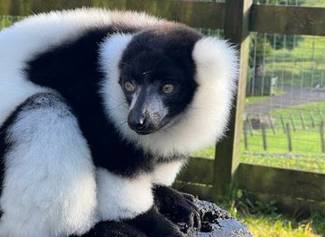 united-kingdom/scotland/attraction/auchingarrich-wildlife-park