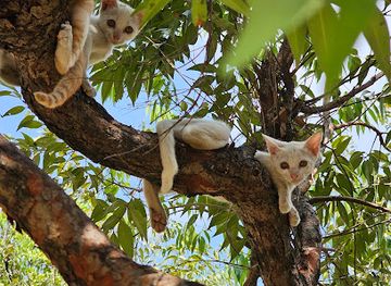 thailand/nakhon-si-thammarat/attraction/phuphan-garden