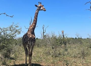eswatini/mhlume/attraction/hlane-royal-national-park