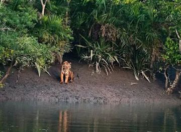 india/sundarbans/attraction/sundarban-safari