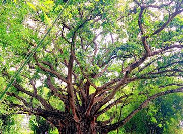 nepal/mechi-zone/attraction/barpeepal-lovetree-birtamode-jhapa