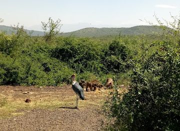 ethiopia/arba-minch/attraction/crocodile-market