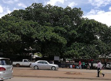 zambia/kabwe/attraction/the-big-tree-national-monument
