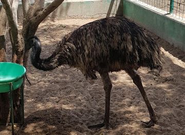 oman/jebel-akhdar/attraction/al-noman-zoo