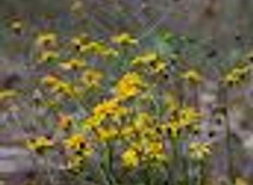 south-carolina/charleston/attraction/spotted-salamander-trail