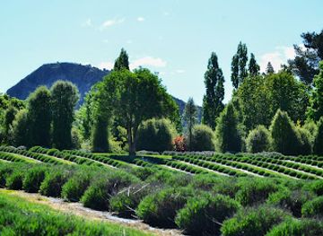 new-zealand/mount-aspiring-national-park/attraction/wanaka-lavender-farm