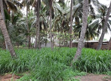 oman/salalah-coastal-plain/attraction/salalah-farm