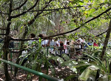 Rainforest Habitat