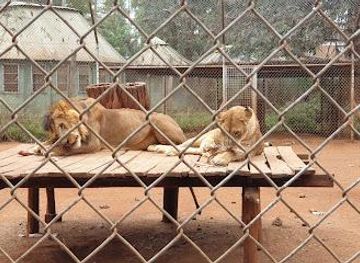 kenya/nairobi/attraction/nairobi-animal-orphanage