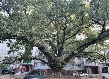 ukraine/kherson-region/attraction/dub-chereshchatyy