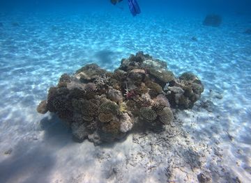 mayotte/chirongui/attraction/ilot-de-sable-blanc
