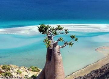 yemen/socotra-archipelago/attraction/socotra-i