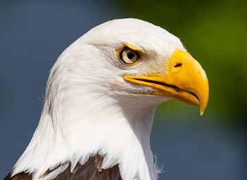 netherlands/north-brabant/attraction/falconcrest-birds-of-prey-park