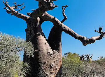 Forêt de Baobab