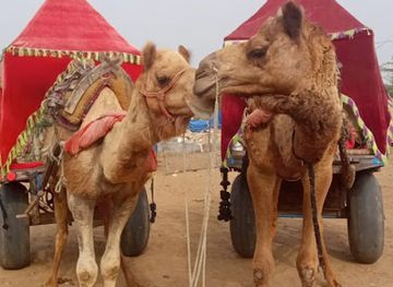 india/pushkar/attraction/camel-ride-point