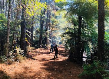 australia/yarra-valley/attraction/cement-creek-redwood-forest