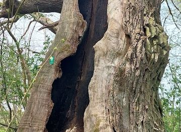 poland/słupsk/attraction/pomnik-przyrody