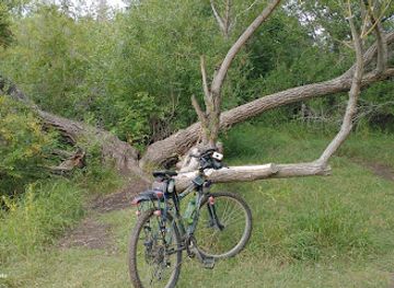 canada/regina/attraction/the-old-tree