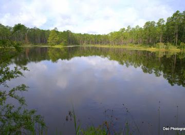 mississippi/desoto-national-forest/attraction/tuxachanie-hiking-trail-west-end-trailhead