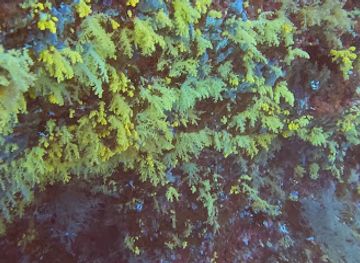 maldives/noonu-atoll/attraction/yellow-wall