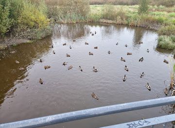 finland/espoo/attraction/kirkkojarvenrannan-sorsalampi