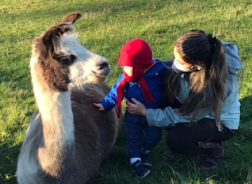 chile/araucania-region/attraction/granja-llamas-del-sur