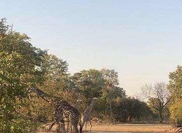 zambia/victoria-falls/attraction/savannah-southern-safaris