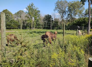 wisconsin/kettle-moraine-state-forest/attraction/shalom-wildlife-zoo