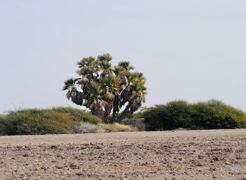 saudi-arabia/farasan-islands/attraction/mahmiyyat-alghazlan