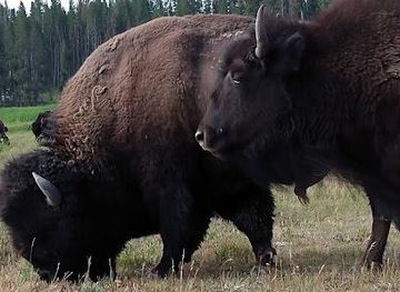 montana/yellowstone-national-park/attraction/grand-loop-rd