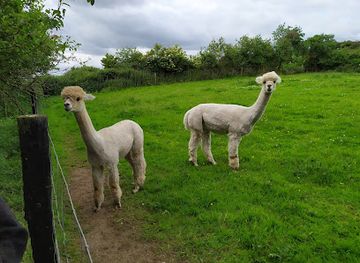 ireland/county-louth/attraction/long-acre-alpacas