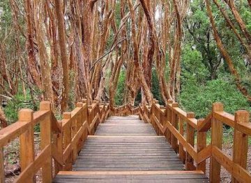 argentina/bariloche/attraction/bosque-de-arrayanes
