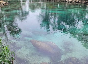 florida/crystal-river/attraction/three-sisters-springs-visitors-center-swim-with-the-manatees