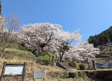 japan/kinki-kansai/attraction/the-thousand-year-cherry-blossom-tree-at-butsuryu-ji-temple