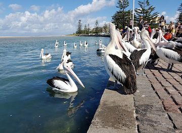 australia/far-west/attraction/pelican-time-with-marine-wildlife-rescue-central-coast