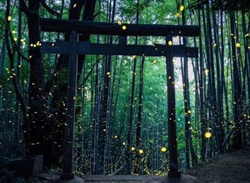 jamaica/port-maria/attraction/lookinglass