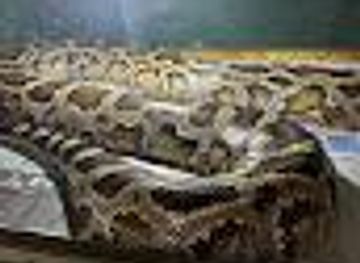 uruguay/punta-del-este/attraction/alternatus-uruguay-criadero-de-reptiles-para-mascotas