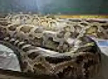 Alternatus Uruguay (Criadero de reptiles Para Mascotas)