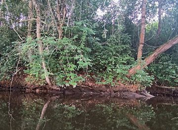 cameroon/campo-ma-an-national-park/attraction/randonnees-en-pirogues