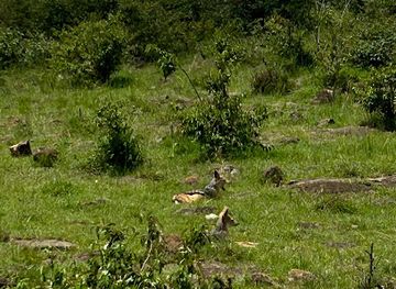 kenya/maasai-mara/attraction/lions-trek