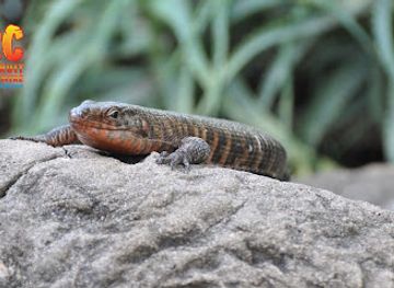 south-africa/lowveld/attraction/hoedspruit-reptile-centre