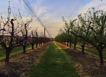 Glenbernie Orchard - Home of Darkes Cider