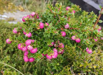 chile/tierra-del-fuego/attraction/islas-de-tierra-del-fuego