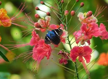 belize/san-ignacio/attraction/caves-branch