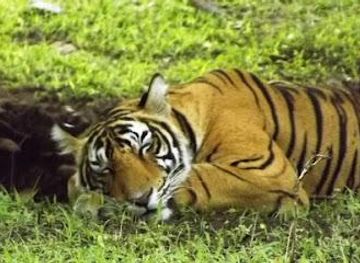 india/jaipur/attraction/vwi-tours