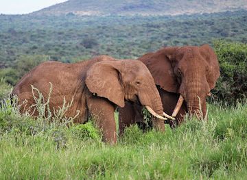 kenya/amboseli-national-park/attraction/selenkay-conservancy