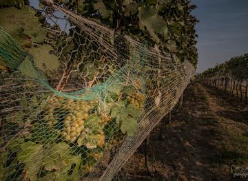 czechia/south-moravia/attraction/spidlaky